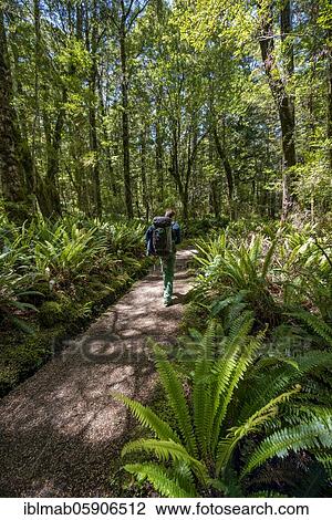Stock Image - Hiker on trail through forest with ferns, Great Walk, Temperate Rainforest, Kepler Track, Fiordland National Park, Southland, New Zealand, Oceania. Fotosearch