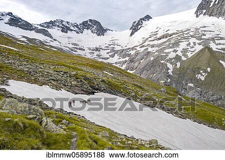 Stock Photo - Hikers and mountain goats, glaciers Floitenkees and mountain peaks Floitenspitzen, Berliner Höhenweg, Zillertaler Alps, Zillertal, Tyrol, Austria, Europe. Fotosearch