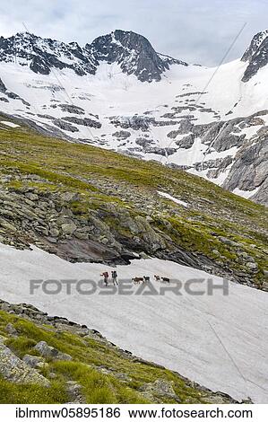 Hikers and mountain goats, glaciers Floitenkees and mountain peaks Floitenspitzen, Berliner Höhenweg, Zillertaler Alps, Zillertal, Tyrol, Austria, Europe View Large Photo Image Stock Photograph - Hikers and mountain goats, glaciers Floitenkees and mountain peaks Floitenspitzen, Berliner Höhenweg, Zillertaler Alps, Zillertal, Tyrol, Austria, Europe. Fotosearch