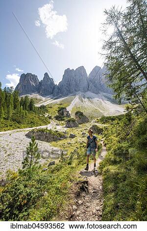 Stock Image - Hikers on the hiking trail to the Geisleralm in the Villnösstal valley below the Odle peaks, behind the Odle group, Sass Rigais, Dolomites, South Tyrol, Italy, Europe. Fotosearch