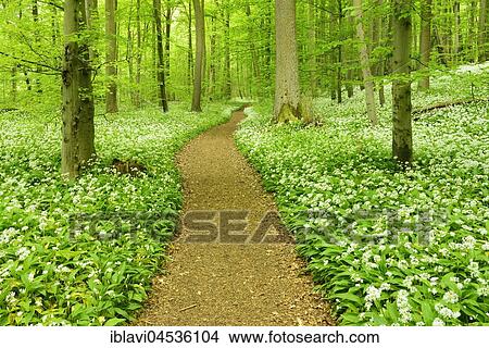 Hiking trail winding through natural beech forest, flowering Ramsom (Allium ursinum), UNESCO World Natural Heritage, National Park Hainich, Thuringia, Germany, Europe View Large Photo Image Picture - Hiking trail winding through natural beech forest, flowering Ramsom (Allium ursinum), UNESCO World Natural Heritage, National Park Hainich, Thuringia, Germany, Europe. Fotosearch