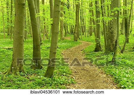 Hiking trail winding through natural beech forest, UNESCO World Natural Heritage, National Park Hainich, Thuringia, Germany, Europe View Large Photo Image Stock Image - Hiking trail winding through natural beech forest, UNESCO World Natural Heritage, National Park Hainich, Thuringia, Germany, Europe. Fotosearch