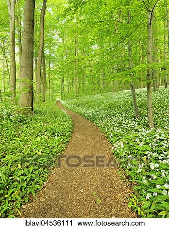 Stock Image - Hiking trail winding through natural beech forest, flowering Ramsom (Allium ursinum), UNESCO World Natural Heritage, National Park Hainich, Thuringia, Germany, Europe. Fotosearch