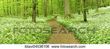 Stock Photograph - Hiking trail winding through natural beech forest, flowering Ramsom (Allium ursinum), UNESCO World Natural Heritage, National Park Hainich, Thuringia, Germany, Europe. Fotosearch