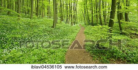 Hiking trail winding through natural beech forest, UNESCO World Natural Heritage, National Park Hainich, Thuringia, Germany, Europe View Large Photo Image Stock Photography - Hiking trail winding through natural beech forest, UNESCO World Natural Heritage, National Park Hainich, Thuringia, Germany, Europe. Fotosearch