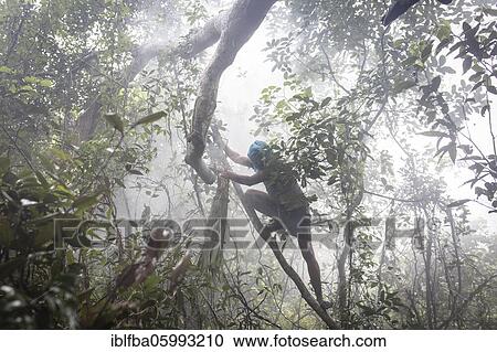 Stock Image - Honey collector climbs a tree in the mangrove forest to get to the combs of wild bees to collect the honey, Mongla, Sundarbans, Bangladesh, Asia. Fotosearch