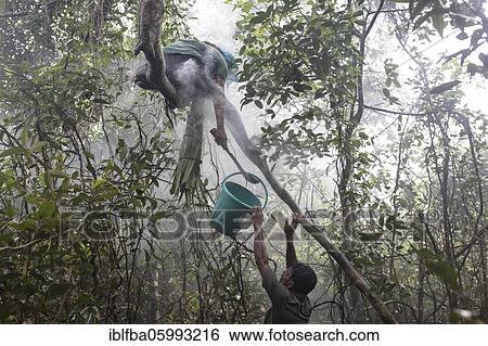Stock Photograph - Honey collector climbs a tree in the mangrove forest to get to the combs of wild bees to collect the honey, Mongla, Sundarbans, Bangladesh, Asia. Fotosearch