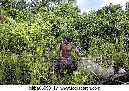 Stock Photo - Honey collector with his boat, he searches the jungle for perennials and leaves, Mongla, Sundarbans, Bangladesh, Asia. Fotosearch