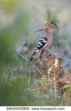 Stock Photography - Hoopoe (Upupa epops), Biosphere Reserve Mittellelbe, Saxony-Anhalt, Germany, Europe. Fotosearch