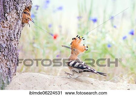Hoopoe (Upupa epops) feeding its young, Middle Elbe Biosphere Reserve, Saxony-Anhalt, Germany, Europe View Large Photo Image Stock Image - Hoopoe (Upupa epops) feeding its young, Middle Elbe Biosphere Reserve, Saxony-Anhalt, Germany, Europe. Fotosearch
