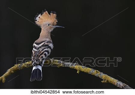 Picture - Hoopoe (Upupa epops), Kiskunság National Park, Hungary, Europe. Fotosearch