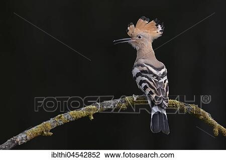Hoopoe (Upupa epops), Kiskunság National Park, Hungary, Europe View Large Photo Image Stock Image - Hoopoe (Upupa epops), Kiskunság National Park, Hungary, Europe. Fotosearch