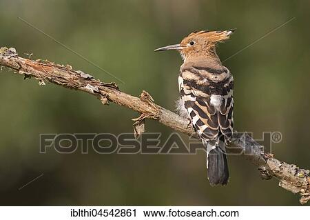 Hoopoe (Upupa epops), Kiskunság National Park, Hungary, Europe View Large Photo Image Stock Image - Hoopoe (Upupa epops), Kiskunság National Park, Hungary, Europe. Fotosearch