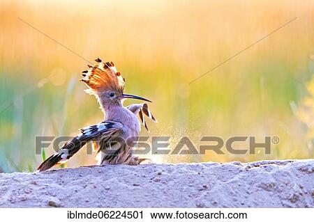 Hoopoe (Upupa epops) lands on a sand mountain, Middle Elbe Biosphere Reserve, Saxony-Anhalt, Germany, Europe View Large Photo Image Stock Image - Hoopoe (Upupa epops) lands on a sand mountain, Middle Elbe Biosphere Reserve, Saxony-Anhalt, Germany, Europe. Fotosearch
