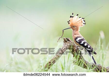 Hoopoe (Upupa epops) male with earthworm, foraging, Middle Elbe Biosphere Reserve, Saxony-Anhalt, Germany, Europe View Large Photo Image Picture - Hoopoe (Upupa epops) male with earthworm, foraging, Middle Elbe Biosphere Reserve, Saxony-Anhalt, Germany, Europe. Fotosearch