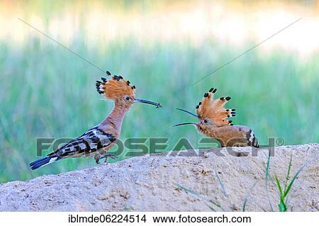 Hoopoe (Upupa epops) pair, Middle Elbe Biosphere Reserve, Saxony-Anhalt, Germany, Europe View Large Photo Image Picture - Hoopoe (Upupa epops) pair, Middle Elbe Biosphere Reserve, Saxony-Anhalt, Germany, Europe. Fotosearch