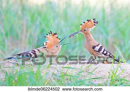 Hoopoe (Upupa epops) pair, Middle Elbe Biosphere Reserve, Saxony-Anhalt, Germany, Europe View Large Photo Image Stock Image - Hoopoe (Upupa epops) pair, Middle Elbe Biosphere Reserve, Saxony-Anhalt, Germany, Europe. Fotosearch