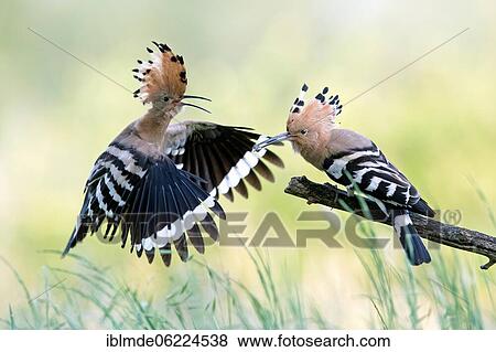 Hoopoe (Upupa epops) pair, Middle Elbe Biosphere Reserve, Saxony-Anhalt, Germany, Europe View Large Photo Image Stock Photo - Hoopoe (Upupa epops) pair, Middle Elbe Biosphere Reserve, Saxony-Anhalt, Germany, Europe. Fotosearch