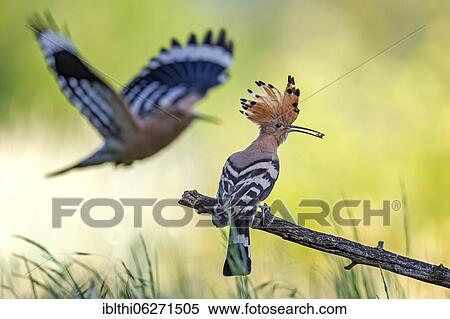 Hoopoe (Upupa epops) pair, Middle Elbe Biosphere Reserve, Saxony-Anhalt, Germany, Europe View Large Photo Image Stock Photography - Hoopoe (Upupa epops) pair, Middle Elbe Biosphere Reserve, Saxony-Anhalt, Germany, Europe. Fotosearch