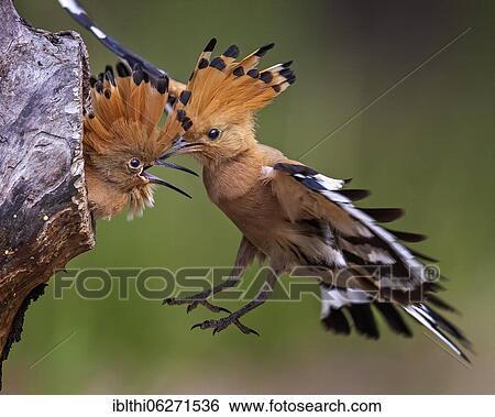 Hoopoe (Upupa epops) young bird feeding, at the breeding cave, Middle Elbe Biosphere Reserve, Saxony-Anhalt, Germany, Europe View Large Photo Image Stock Photograph - Hoopoe (Upupa epops) young bird feeding, at the breeding cave, Middle Elbe Biosphere Reserve, Saxony-Anhalt, Germany, Europe. Fotosearch