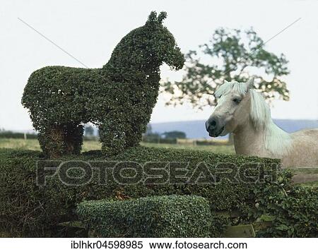 Stock Photography - Horse cut from a hedge, England, Great Britain. Fotosearch