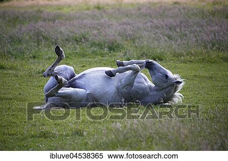 Horse is wallowing in a meadow (Equus przewalskii f. Caballus), mare, Schleswig-Holstein, Germany, Europe View Large Photo Image Stock Photography - Horse is wallowing in a meadow (Equus przewalskii f. Caballus), mare, Schleswig-Holstein, Germany, Europe. Fotosearch