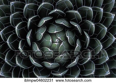 Houseleek (Sempervivum), Lanzarote, Spain, Europe View Large Photo Image Stock Image - Houseleek (Sempervivum), Lanzarote, Spain, Europe. Fotosearch