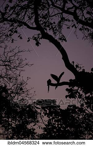 Picture - Hyacinth macaws (Anodorhynchus hyacinthinus), pair on a branch in a swarm of mosquitoes, backlit, twilight, Pantanal, Mato Grosso do Sul, Brazil, South America. Fotosearch