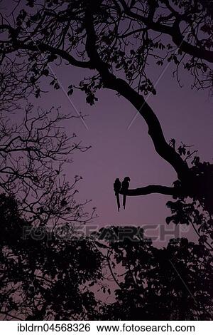 Hyacinth macaws (Anodorhynchus hyacinthinus), pair on a branch in a swarm of mosquitoes, backlit, twilight, Pantanal, Mato Grosso do Sul, Brazil, South America View Large Photo Image Stock Photograph - Hyacinth macaws (Anodorhynchus hyacinthinus), pair on a branch in a swarm of mosquitoes, backlit, twilight, Pantanal, Mato Grosso do Sul, Brazil, South America. Fotosearch