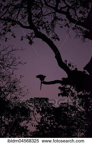 Hyacinth macaws (Anodorhynchus hyacinthinus), on a branch in a swarm of mosquitoes, backlit, twilight, Pantanal, Mato Grosso do Sul, Brazil, South America View Large Photo Image Stock Photography - Hyacinth macaws (Anodorhynchus hyacinthinus), on a branch in a swarm of mosquitoes, backlit, twilight, Pantanal, Mato Grosso do Sul, Brazil, South America. Fotosearch