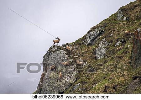 Stock Photography - Ibex (Capra Ibex) on rocks, Hohe Tauern National Park, Austria, Europe. Fotosearch