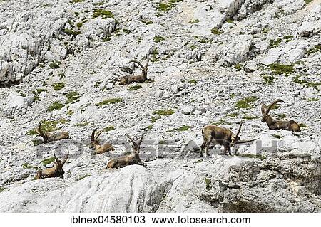 Ibexes in the Triglav National Park, Julian Alps, Slovenia, Europe View Large Photo Image Stock Image - Ibexes in the Triglav National Park, Julian Alps, Slovenia, Europe. Fotosearch