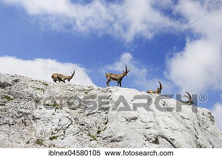 Ibexes in the Triglav National Park, Julian Alps, Slovenia, Europe View Large Photo Image Stock Photography - Ibexes in the Triglav National Park, Julian Alps, Slovenia, Europe. Fotosearch