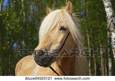 Icelandic horse (Equus przewalskii f. Caballus), mare, horse breed Icelandic horse, Schleswig-Holstein, Germany, Europe View Large Photo Image Stock Image - Icelandic horse (Equus przewalskii f. Caballus), mare, horse breed Icelandic horse, Schleswig-Holstein, Germany, Europe. Fotosearch