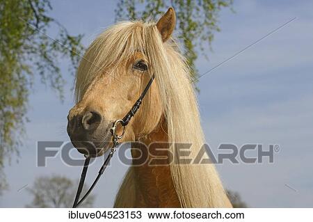 Icelandic horse (Equus przewalskii f. Caballus), mare, horse breed Icelandic horse, Schleswig-Holstein, Germany, Europe View Large Photo Image Stock Image - Icelandic horse (Equus przewalskii f. Caballus), mare, horse breed Icelandic horse, Schleswig-Holstein, Germany, Europe. Fotosearch