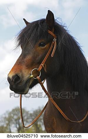 Icelandic horse with bridle, horse breed Icelandic horse (Equus przewalskii f. Caballus), portrait, Schleswig-Holstein, Germany, Europe View Large Photo Image Stock Image - Icelandic horse with bridle, horse breed Icelandic horse (Equus przewalskii f. Caballus), portrait, Schleswig-Holstein, Germany, Europe. Fotosearch