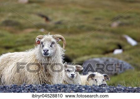 Icelandic sheep (Ovis), Valpjofsstaðir, Iceland, Europe View Large Photo Image Stock Image - Icelandic sheep (Ovis), Valpjofsstaðir, Iceland, Europe. Fotosearch