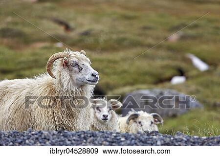 Icelandic sheep (Ovis), Valpjofsstaðir, Iceland, Europe View Large Photo Image Stock Photo - Icelandic sheep (Ovis), Valpjofsstaðir, Iceland, Europe. Fotosearch