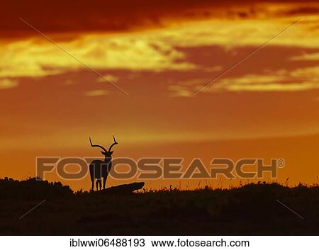 Impala (Aepyceros melampus) at sunrise, Masai Mara, Kenya, Africa View Large Photo Image Stock Image - Impala (Aepyceros melampus) at sunrise, Masai Mara, Kenya, Africa. Fotosearch