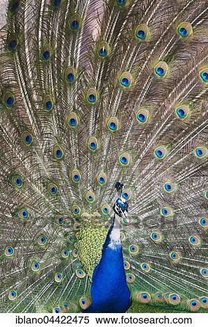 Indian or blue peafowl (Pavo cristatus mut. Pied), mutation, spreading feathers, captive View Large Photo Image Stock Photography - Indian or blue peafowl (Pavo cristatus mut. Pied), mutation, spreading feathers, captive. Fotosearch