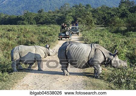 Indian rhinoceros (Rhinoceros unicornis) with young, crossing gravel road in front of a vehicle with tourists, Kaziranga National Park, Assam, India, Asia View Large Photo Image Stock Photograph - Indian rhinoceros (Rhinoceros unicornis) with young, crossing gravel road in front of a vehicle with tourists, Kaziranga National Park, Assam, India, Asia. Fotosearch