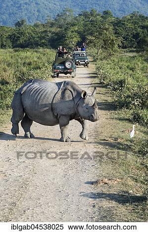 Indian rhinoceros (Rhinoceros unicornis) crossing a gravel road in front of a vehicle with tourists, Kaziranga National Park, Assam, India, Asia View Large Photo Image Stock Photography - Indian rhinoceros (Rhinoceros unicornis) crossing a gravel road in front of a vehicle with tourists, Kaziranga National Park, Assam, India, Asia. Fotosearch