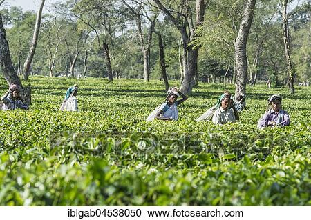 Indian women picking tea leaves, Assam, India, Asia View Large Photo Image Stock Image - Indian women picking tea leaves, Assam, India, Asia. Fotosearch