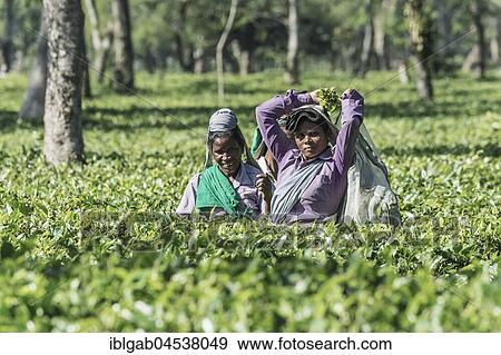 Stock Photo - Indian women picking tea leaves, Assam, India, Asia. Fotosearch