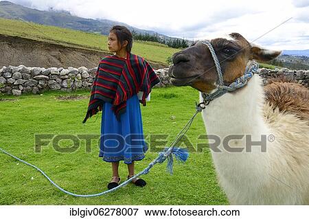 Indigenous girl and llama in a meadow, near Otavalo, Imbabura Province, Ecuador, South America View Large Photo Image Stock Photo - Indigenous girl and llama in a meadow, near Otavalo, Imbabura Province, Ecuador, South America. Fotosearch