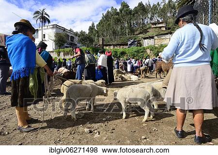 Indigenous woman with lambs at the weekly cattle market, Otavalo, Imbabura Province, Ecuador, South America View Large Photo Image Stock Photo - Indigenous woman with lambs at the weekly cattle market, Otavalo, Imbabura Province, Ecuador, South America. Fotosearch
