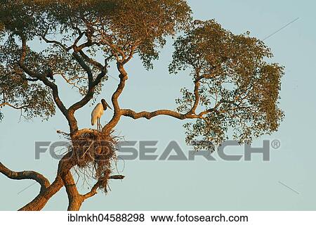 Jabiru (Jabiru mycteria), stands in his nest in the tree, Pantanal, Mato Grosso, Brazil, South America View Large Photo Image Stock Photo - Jabiru (Jabiru mycteria), stands in his nest in the tree, Pantanal, Mato Grosso, Brazil, South America. Fotosearch