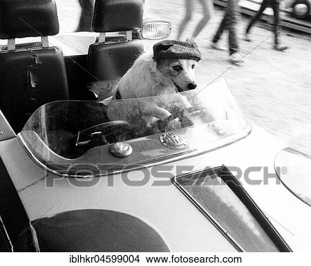 Jack Russell drives a car, England, Great Britain View Large Photo Image Picture - Jack Russell drives a car, England, Great Britain. Fotosearch