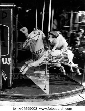 Stock Photo - Jack Russell Terrier with cap rides horse carousel, England, Great Britain. Fotosearch