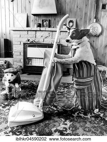 Jack Russell vacuuming, England, Great Britain View Large Photo Image Stock Image - Jack Russell vacuuming, England, Great Britain. Fotosearch